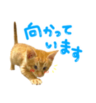 豆粒すたんぷ（個別スタンプ：4）