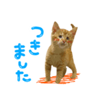 豆粒すたんぷ（個別スタンプ：8）