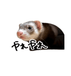 フェレットの気持ち(たぶん)（個別スタンプ：11）