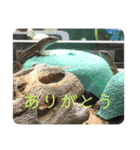 カナヘビといっしょ（個別スタンプ：16）