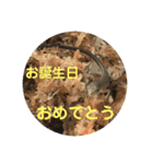 カナヘビといっしょ（個別スタンプ：19）