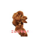 トイプードルのコット（個別スタンプ：4）