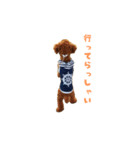 トイプードルのコット（個別スタンプ：5）