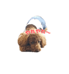 トイプードルのコット（個別スタンプ：14）