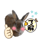 みみとちび（個別スタンプ：3）