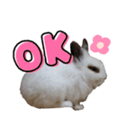 みみとちび（個別スタンプ：5）