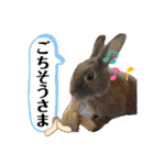 みみとちび（個別スタンプ：6）