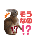 みみとちび（個別スタンプ：8）