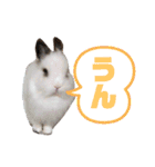 みみとちび（個別スタンプ：9）