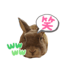 みみとちび（個別スタンプ：11）