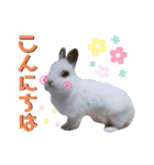 みみとちび（個別スタンプ：19）