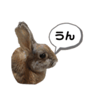 みみとちび（個別スタンプ：22）