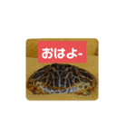 ベルツノガエルのべるさん(基本の挨拶)（個別スタンプ：1）