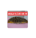 ベルツノガエルのべるさん(基本の挨拶)（個別スタンプ：2）