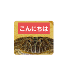 ベルツノガエルのべるさん(基本の挨拶)（個別スタンプ：4）