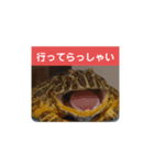 ベルツノガエルのべるさん(基本の挨拶)（個別スタンプ：5）