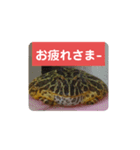 ベルツノガエルのべるさん(基本の挨拶)（個別スタンプ：7）