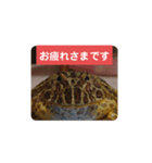 ベルツノガエルのべるさん(基本の挨拶)（個別スタンプ：8）