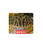ベルツノガエルのべるさん(基本の挨拶)（個別スタンプ：9）