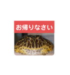 ベルツノガエルのべるさん(基本の挨拶)（個別スタンプ：10）