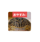 ベルツノガエルのべるさん(基本の挨拶)（個別スタンプ：11）