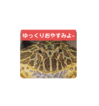 ベルツノガエルのべるさん(基本の挨拶)（個別スタンプ：13）
