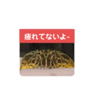 ベルツノガエルのべるさん(基本の挨拶)（個別スタンプ：15）