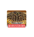 ベルツノガエルのべるさん ありがとう（個別スタンプ：2）