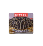 ベルツノガエルのべるさん ありがとう（個別スタンプ：3）