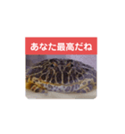 ベルツノガエルのべるさん ありがとう（個別スタンプ：5）