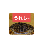 ベルツノガエルのべるさん ありがとう（個別スタンプ：6）
