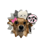 dogs nikochan（個別スタンプ：4）