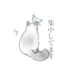 にゃんこスタンプ first！！（個別スタンプ：3）