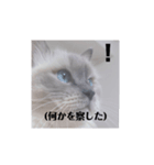 にゃんこスタンプ first！！（個別スタンプ：5）