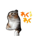 どんぐりにゃんこの日常（個別スタンプ：5）