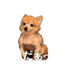 猛犬ばーす（個別スタンプ：1）