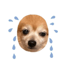 猛犬ばーす（個別スタンプ：3）
