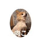 猛犬ばーす（個別スタンプ：4）