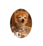 猛犬ばーす（個別スタンプ：5）