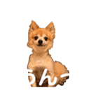 猛犬ばーす（個別スタンプ：6）