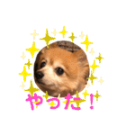 猛犬ばーす（個別スタンプ：8）
