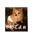 猛犬ばーす（個別スタンプ：9）