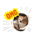 猛犬ばーす（個別スタンプ：12）
