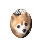 猛犬ばーす（個別スタンプ：15）