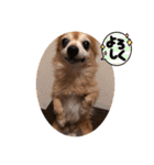 猛犬ばーす（個別スタンプ：19）