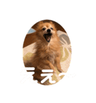猛犬ばーす（個別スタンプ：21）