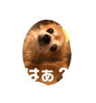 猛犬ばーす（個別スタンプ：22）