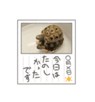 ワンコ 時々陸亀少し金魚①（個別スタンプ：4）