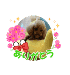 ワンコ 時々陸亀少し金魚①（個別スタンプ：6）
