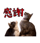 とみぃ＆八 3（個別スタンプ：1）